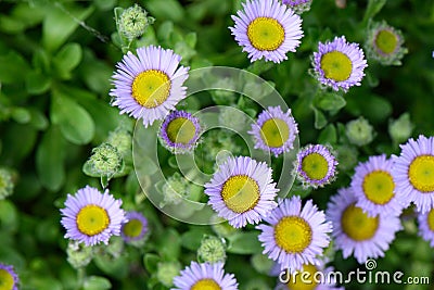 Seaside fleabane Erigeron glaucus lavender-pink inflorescence Stock Photo